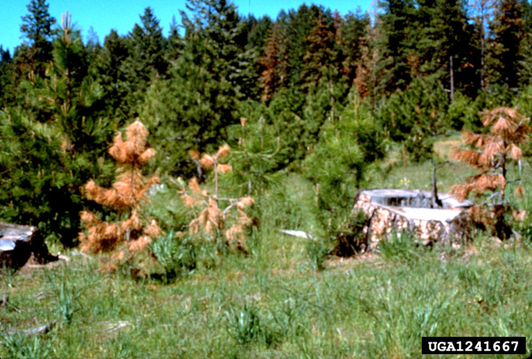 These young ponderosa pines have been killed by annosus root disease. The hollow pine stump is a good indicator of annosus root disease root disease in this stand. Infected roots of this stump may extend 50 feet or more from the stump base
