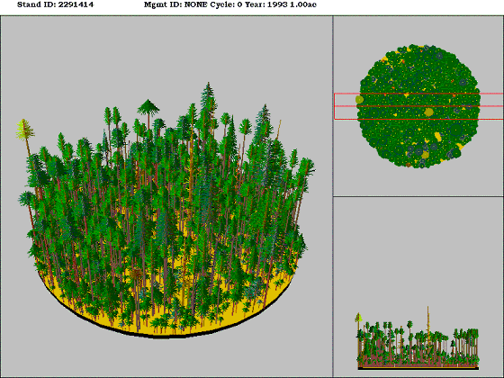 Eastside Mixed Conifer Forest